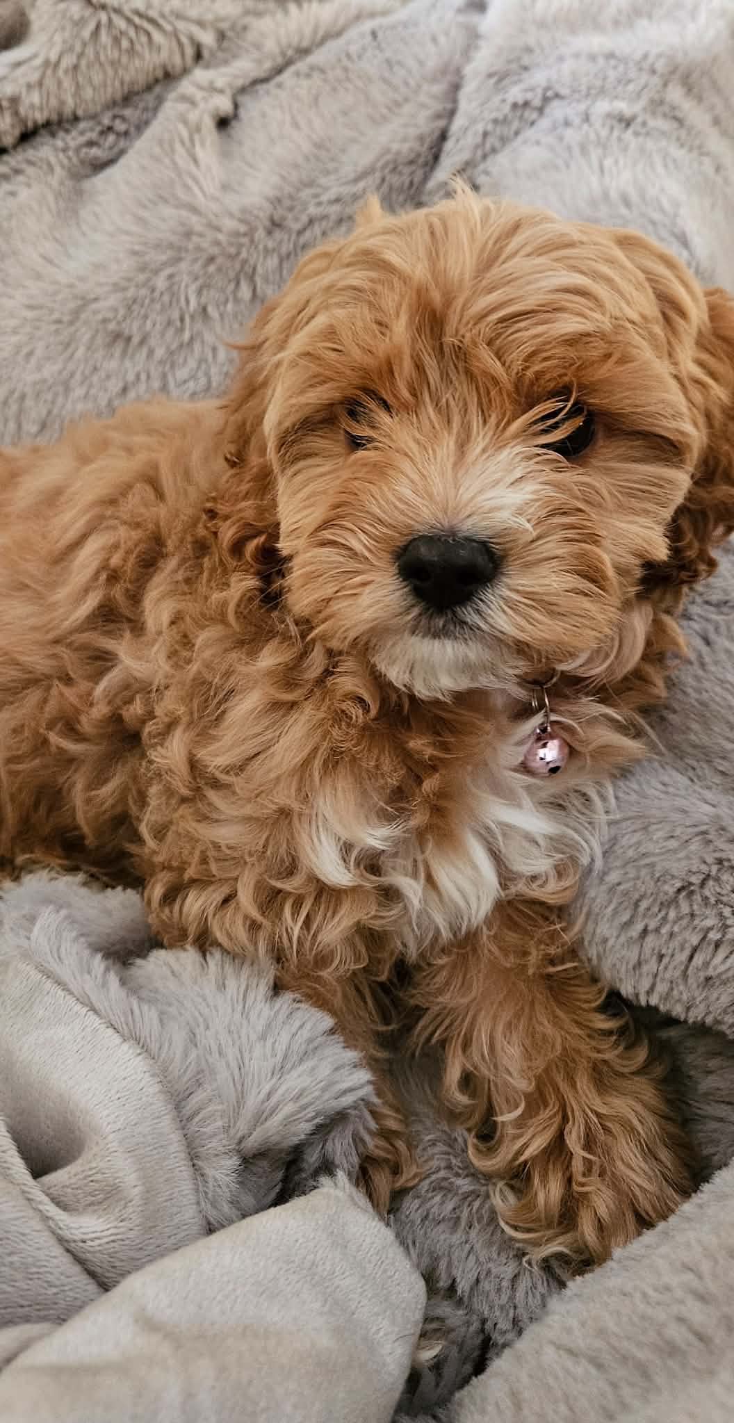 Apricot and white Mini Cavoodle