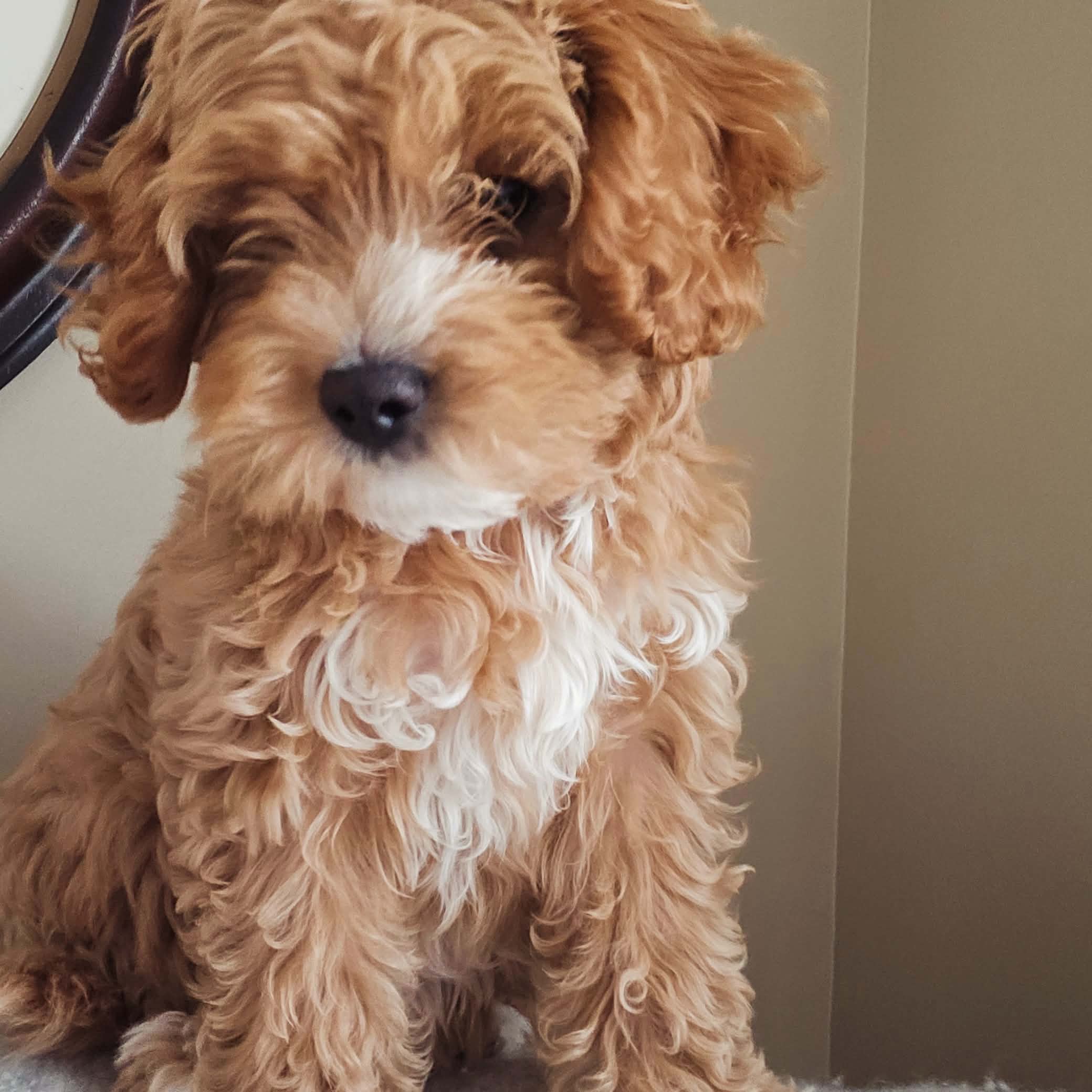 Apricot and white Mini Cavoodle