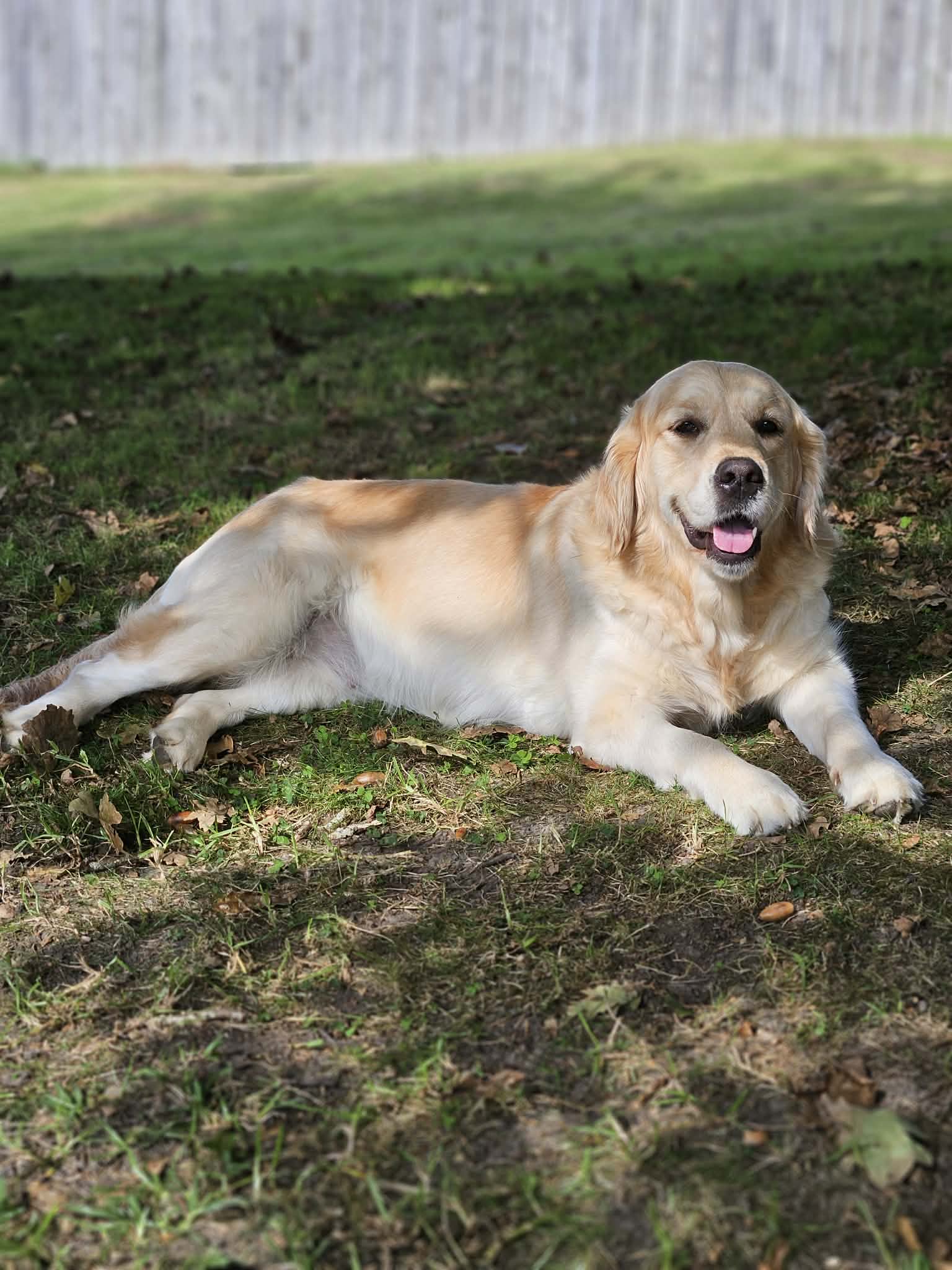 Golden Retriever relaxing outside