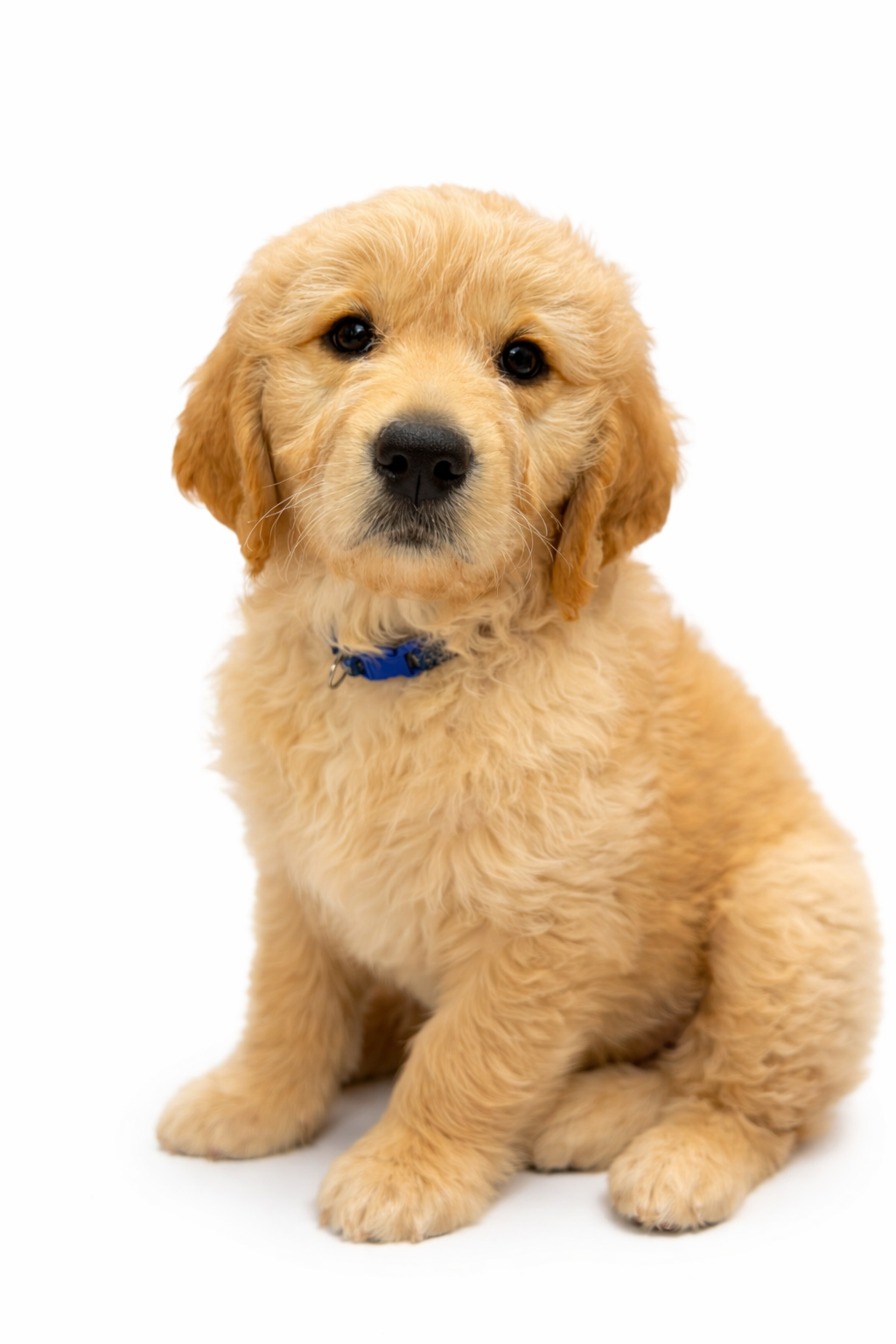 Golden Groodle puppy on a white background