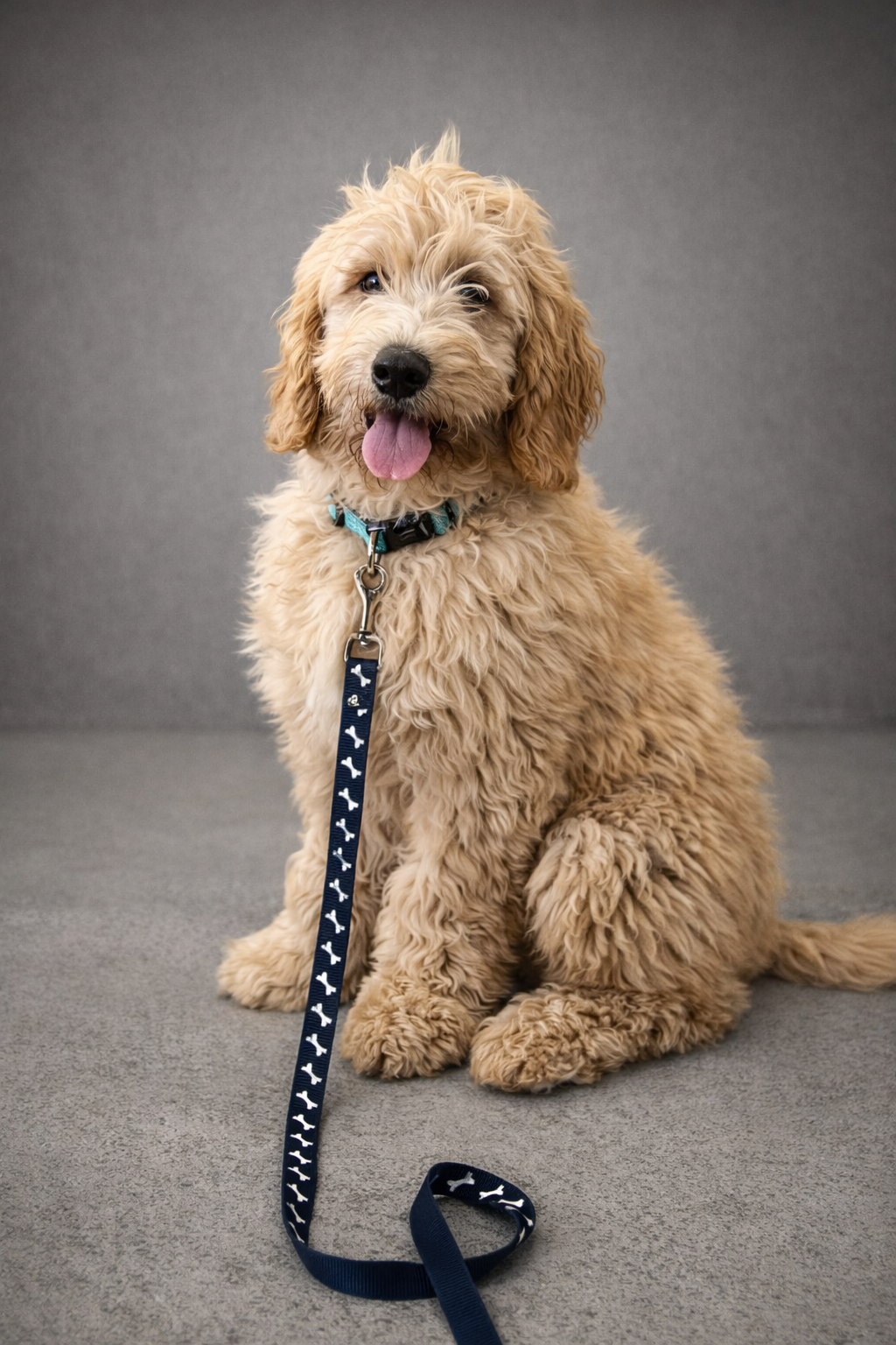 Golden Groodle from Summerfield Kennels