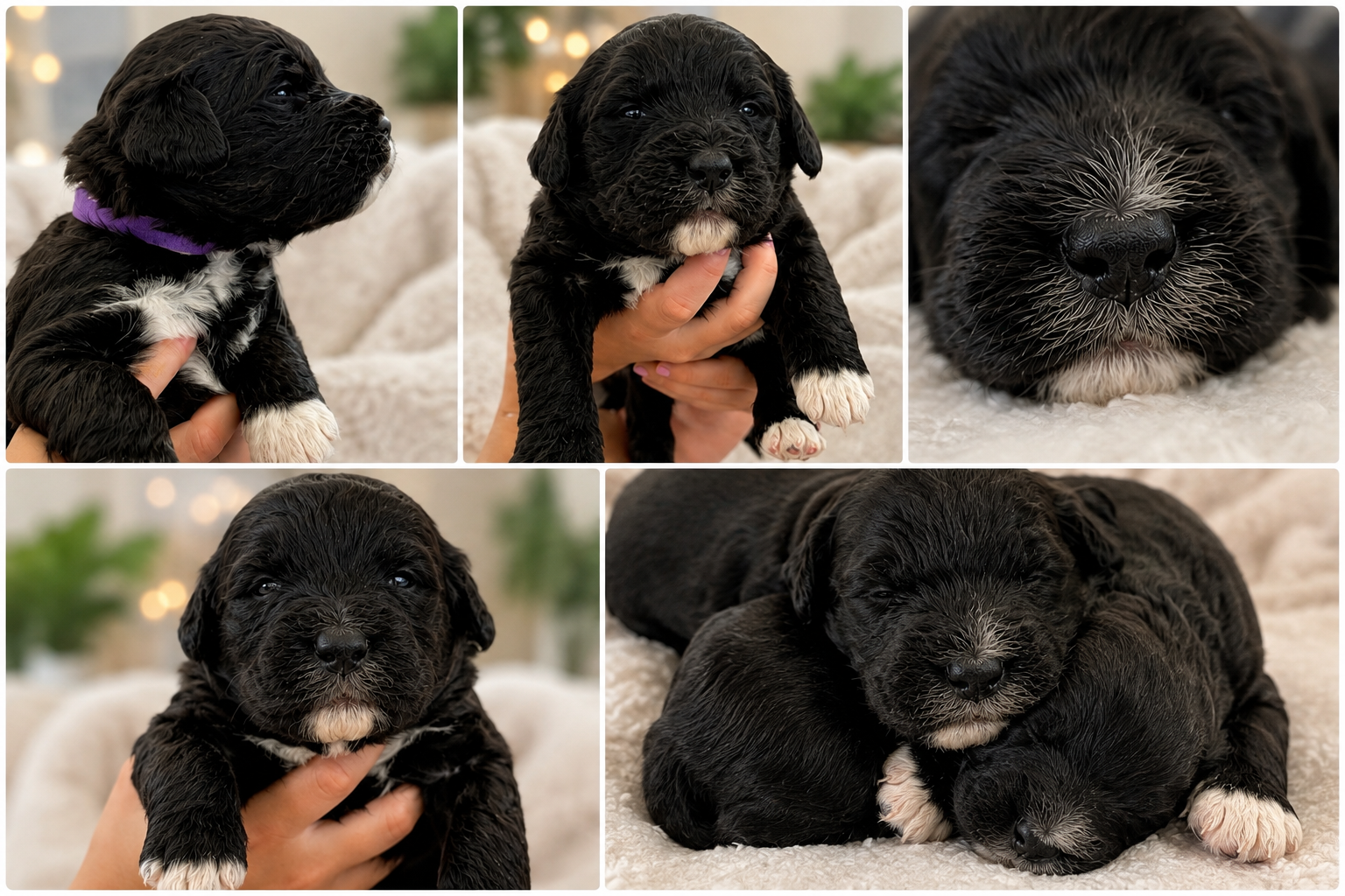 Rosie’s black and white Saint Berdoodle puppies