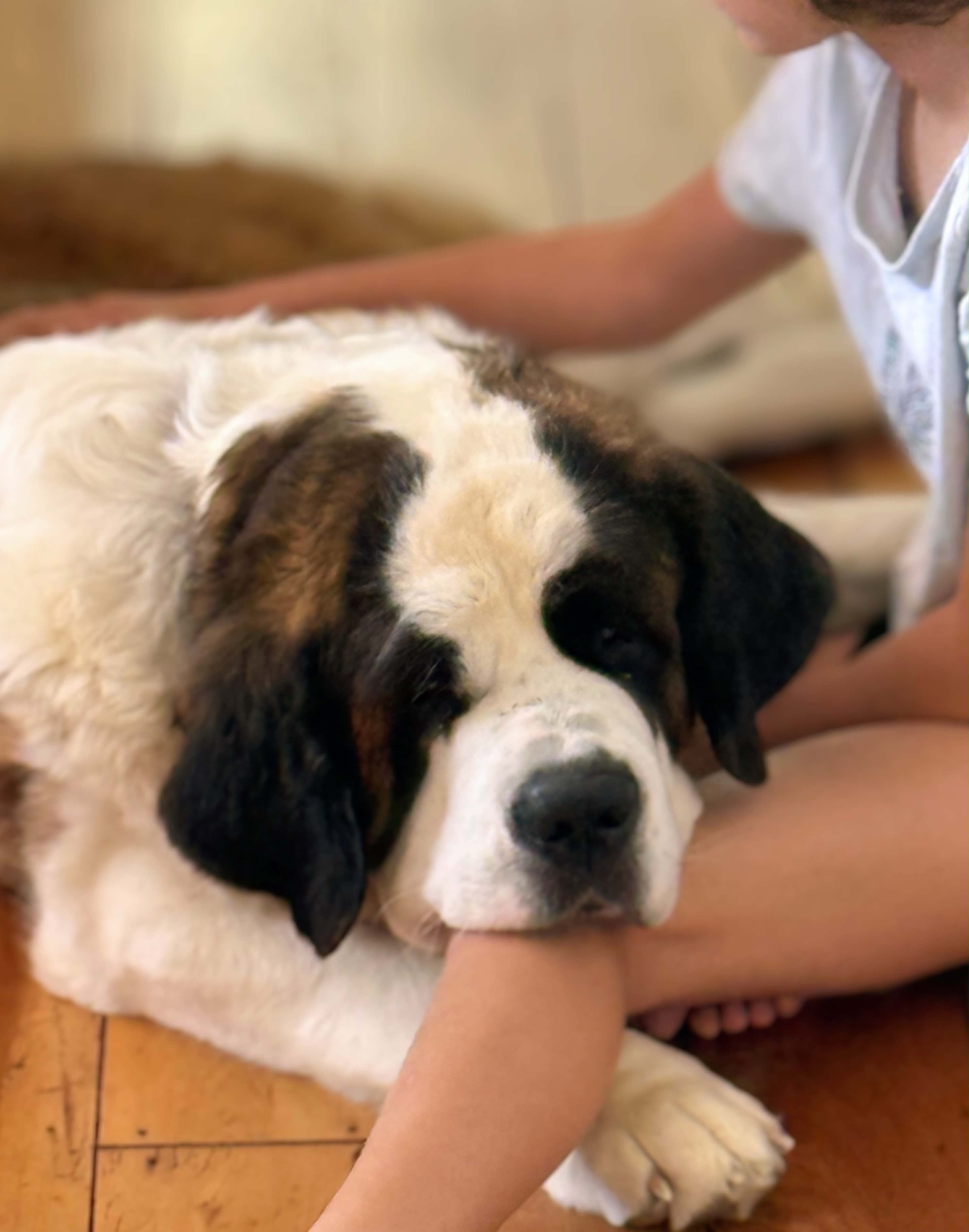 Gentle Saint Bernard relaxing with a family member