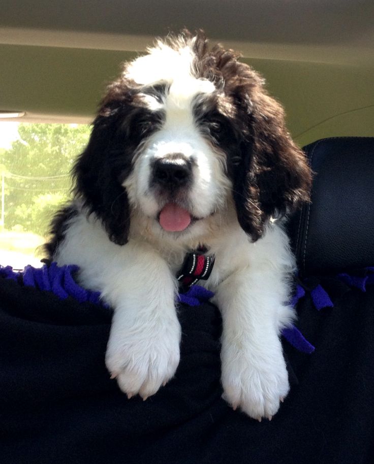 Black and white Saint Berdoodle puppy