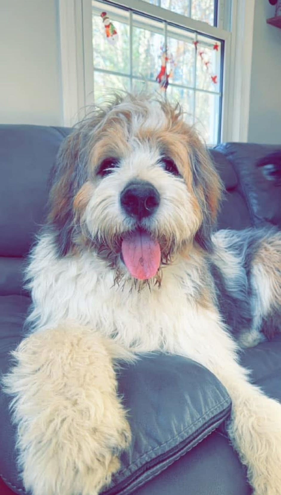 A happy Saint Berdoodle relaxing at home