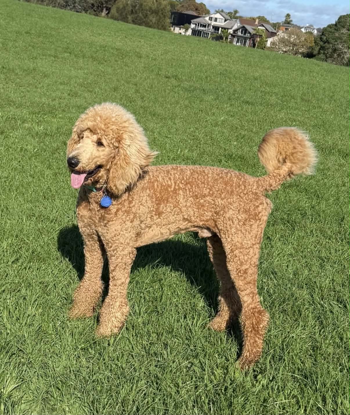 Standard Poodle sire